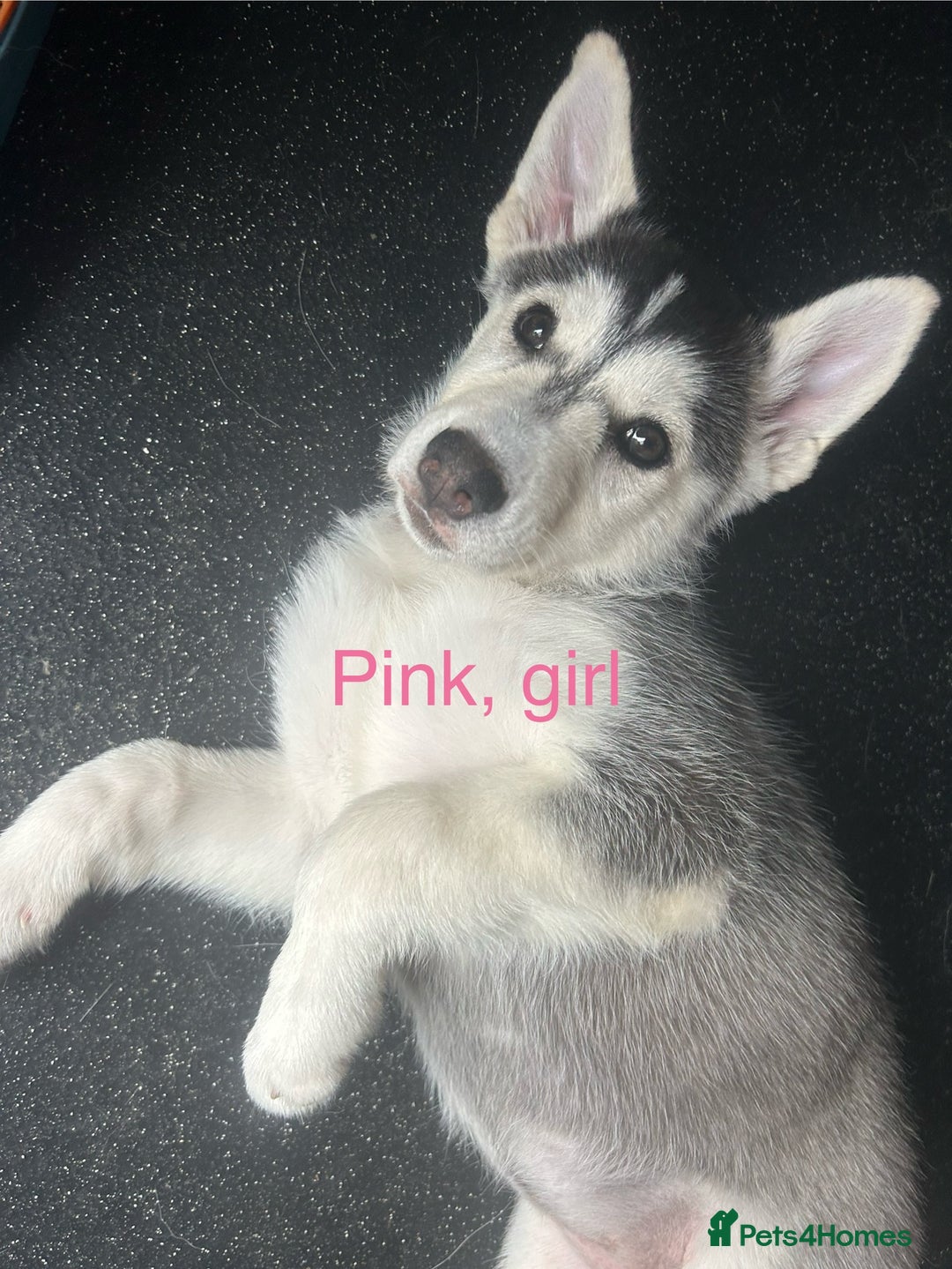 Siberian Husky dogs for sale: Lovely husky puppies, ready for new homes on 25/8 - Image 27