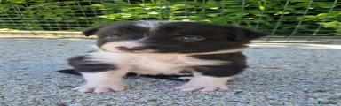 Border Collie Puppy 2