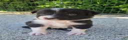 Border Collie dogs for sale: Border Collie Puppies  - Advert 9