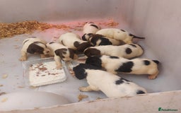 English Springer Spaniel dogs for sale: Springer spaniel pups  - Image 2