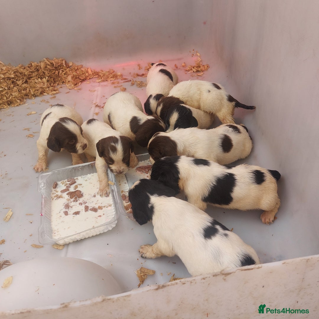 English Springer Spaniel dogs for sale: Springer spaniel pups  - Image 2