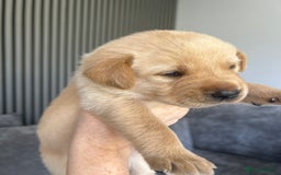 Labrador Retriever dogs for sale: Beautiful Labrador Puppies  - Image 26
