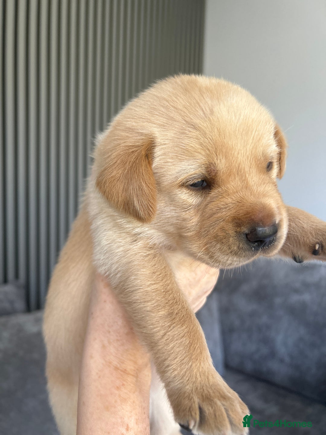 Labrador Retriever dogs for sale: Beautiful Labrador Puppies  - Image 26