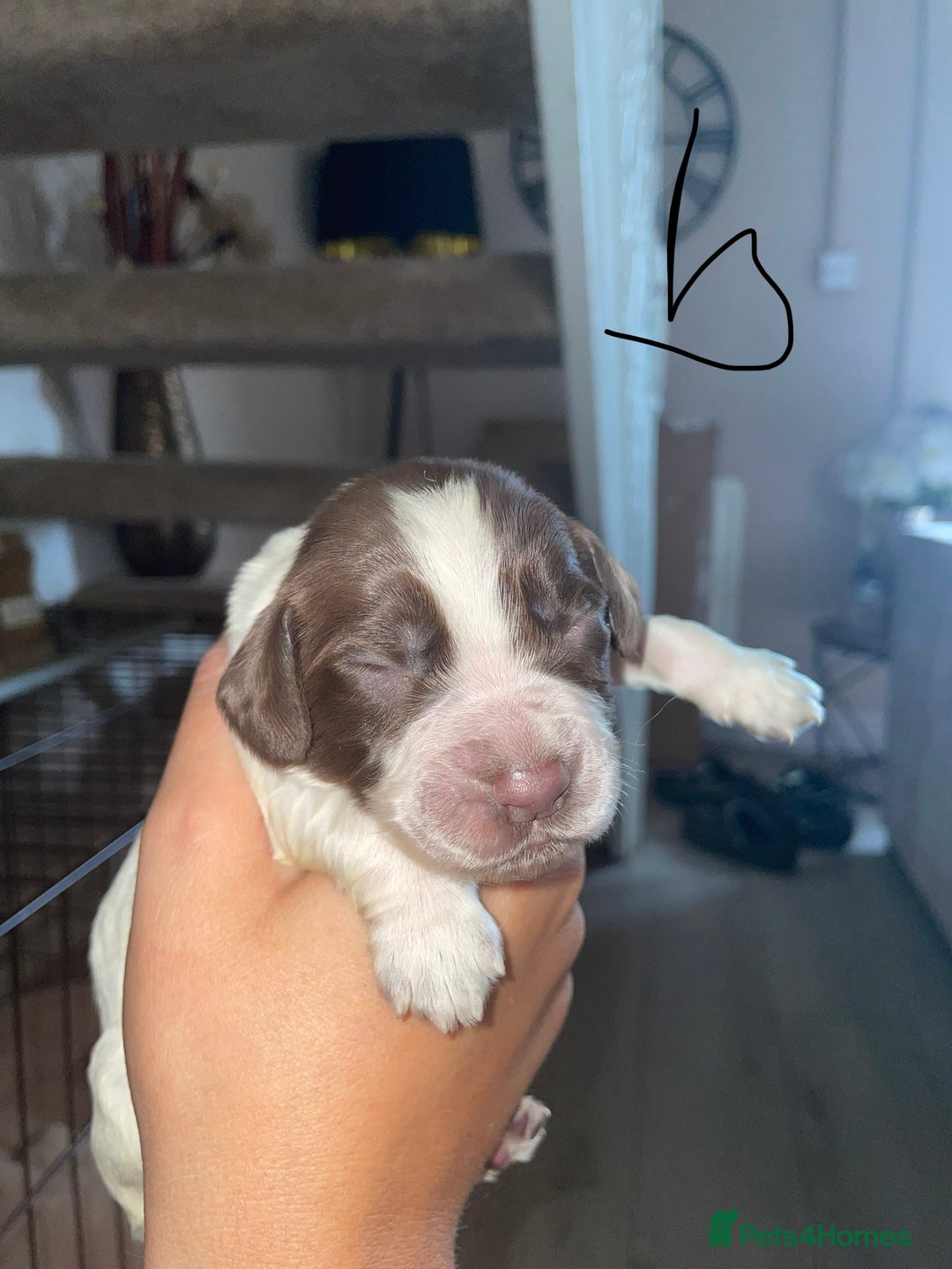 Sprocker dogs for sale: Sprocker puppys - Image 17