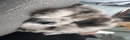 Chow Chow dogs for sale: Poe the 18 month old Lilac Merle boy Chow Chow - Advert 10
