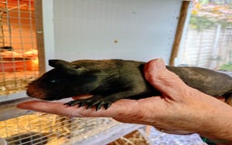 Guinea Pig rodents for sale: Skinny Pig Males - Image 2