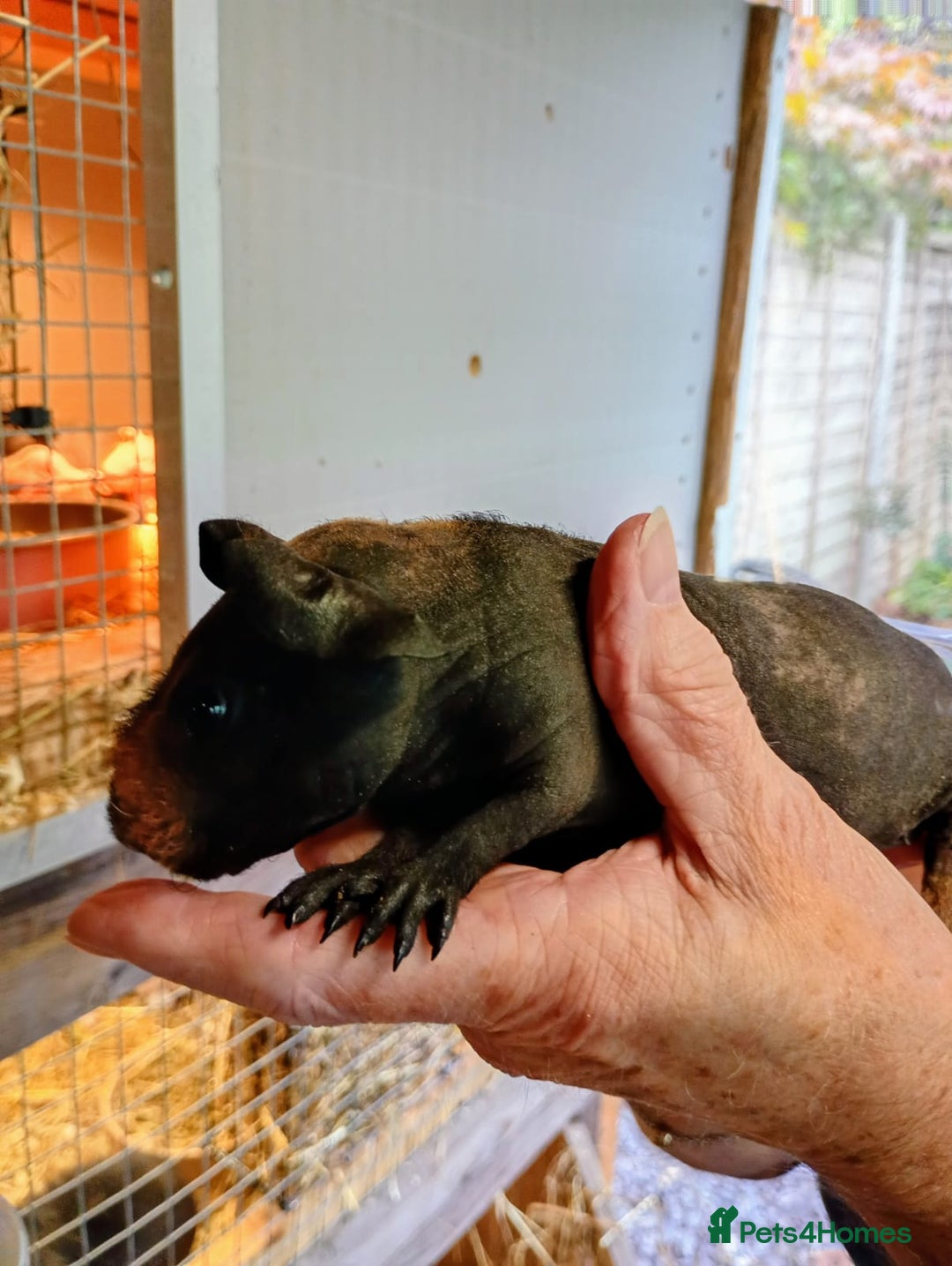 Guinea Pig rodents for sale: Skinny Pig Males - Image 2
