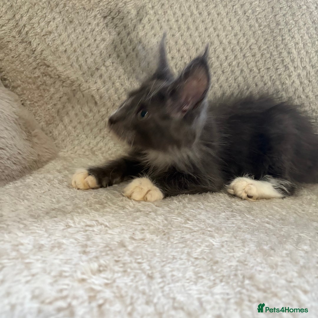 Maine Coon cats for sale: Reduced Pedigree GCCF registered kitten 1.6kg - Image 17