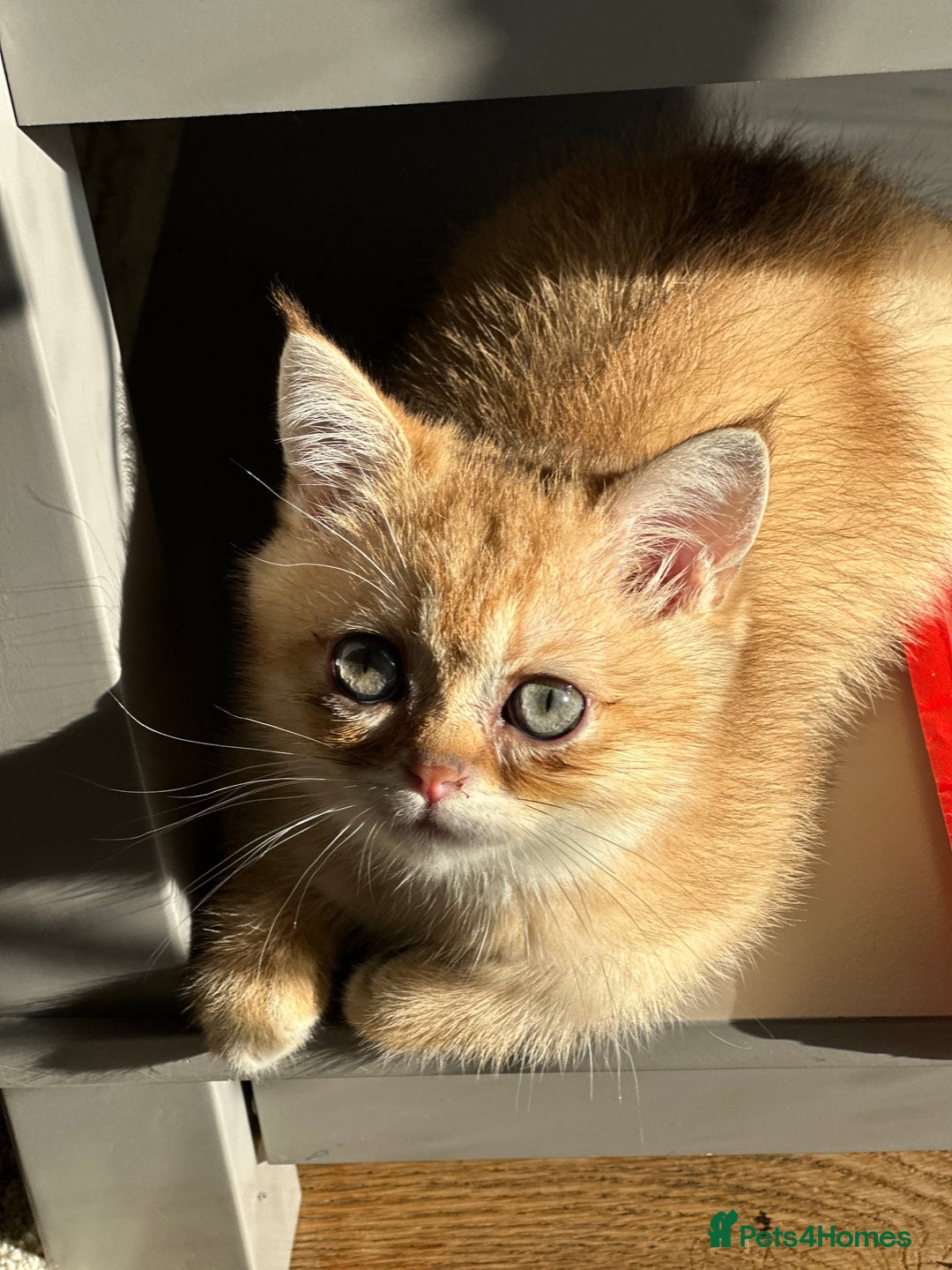 British Shorthair cats for sale: BSH BOY Golden Black kitten 14 weeks READY NOW - Advert 4