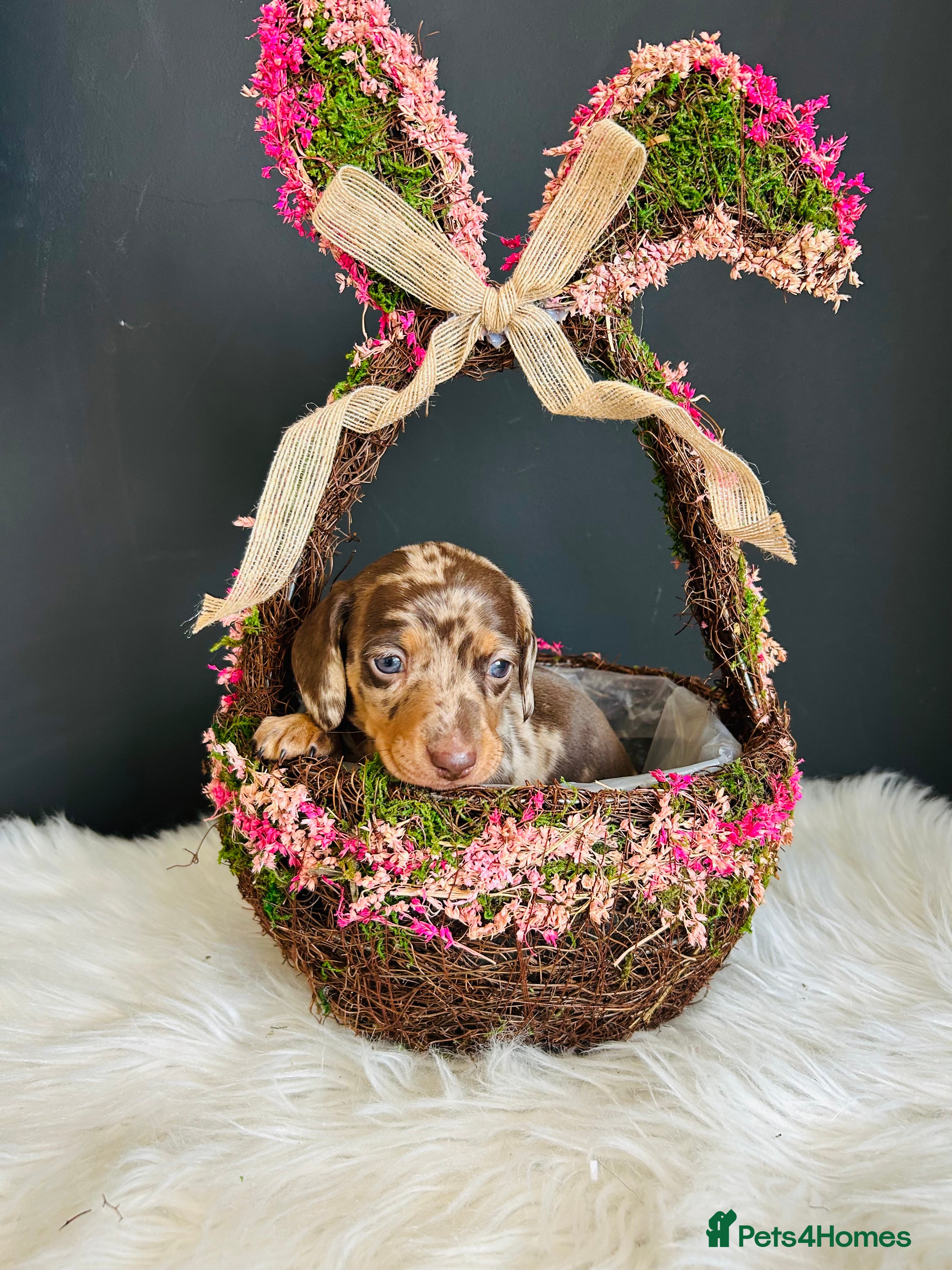 Miniature Dachshund dogs True Miniatures 5 star Breeder ⭐️⭐️⭐️⭐️⭐️ - Advert 16