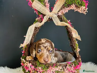 Miniature Dachshund dogs True Miniatures 5 star Breeder ⭐️⭐️⭐️⭐️⭐️ - Advert 14