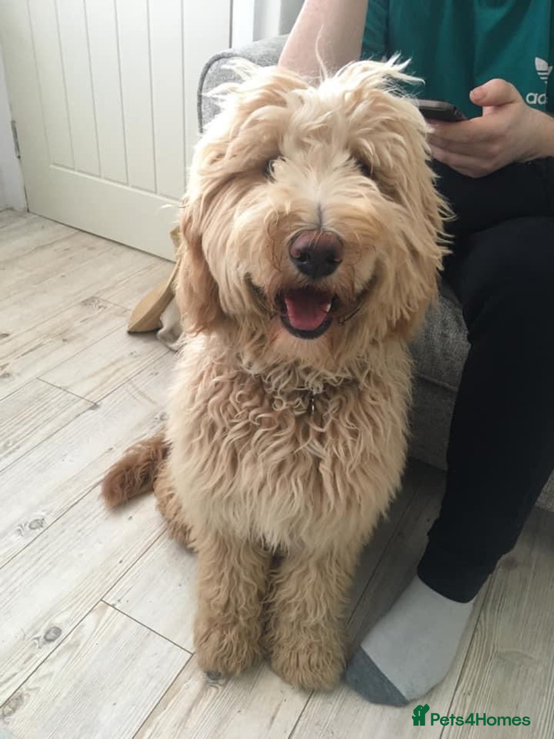 Goldendoodle dogs for sale: Multigenerational Medium Girls Available  - Advert 20