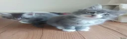 Maine Coon cats for sale: Beautifull Maine Coon kittens in Edinburgh - Advert 17