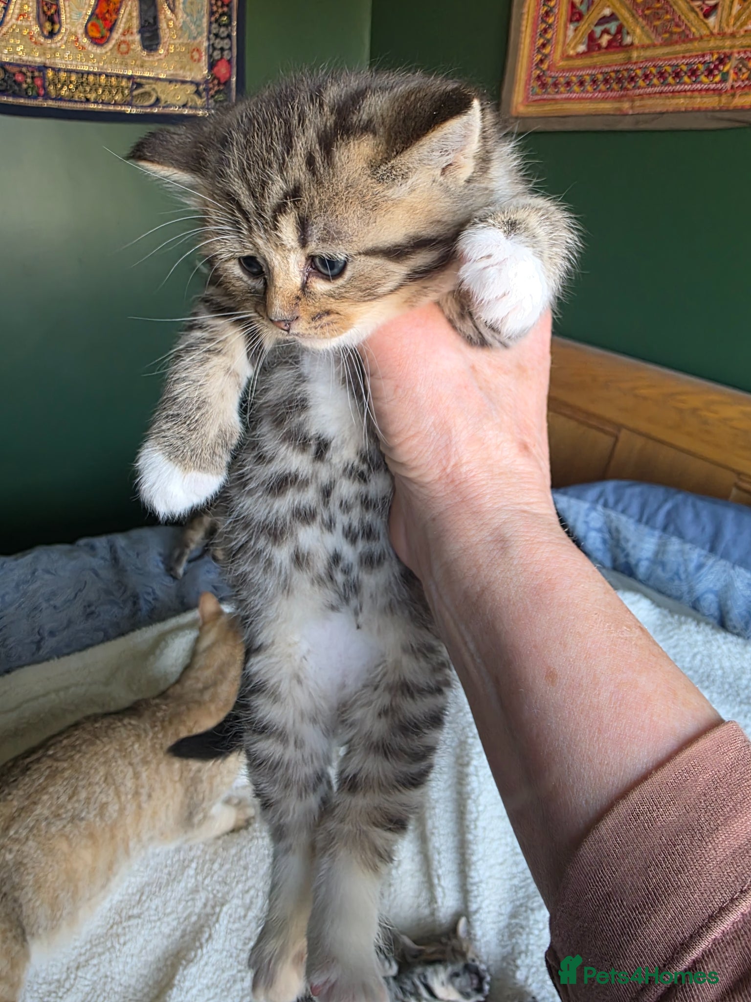 British Shorthair cats Stunning Kittuchinos Golden BSH Tica registered - Advert 2