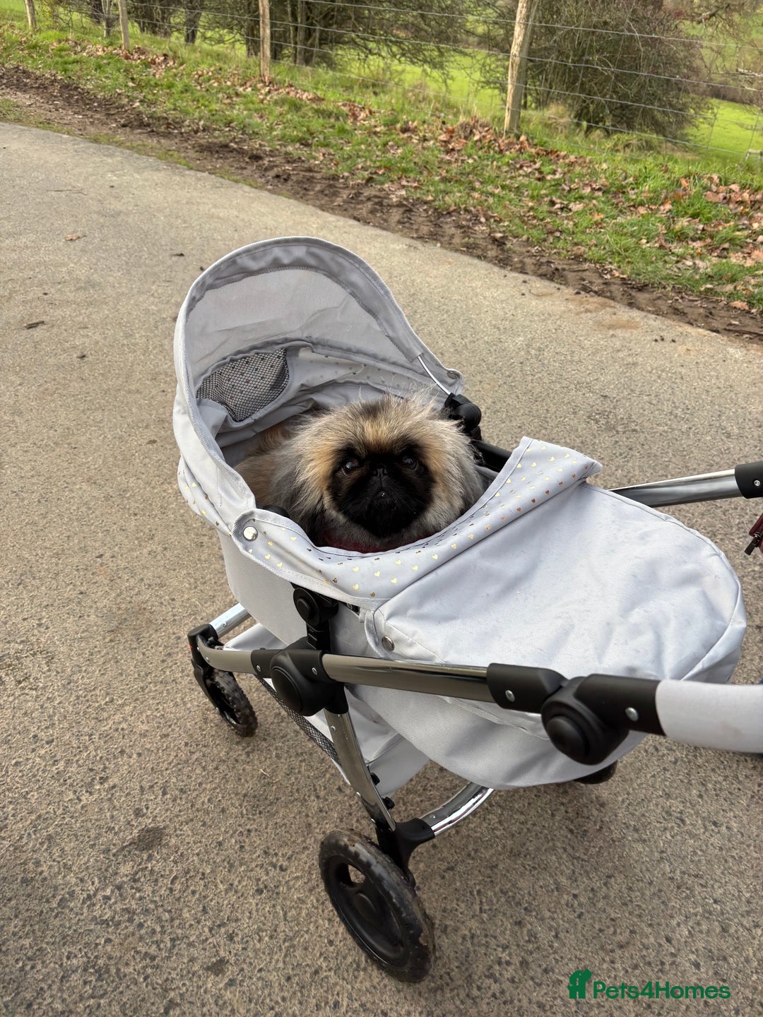 Pekingese dogs for sale: 1yr old beautiful Pekingese for sale - Advert 6