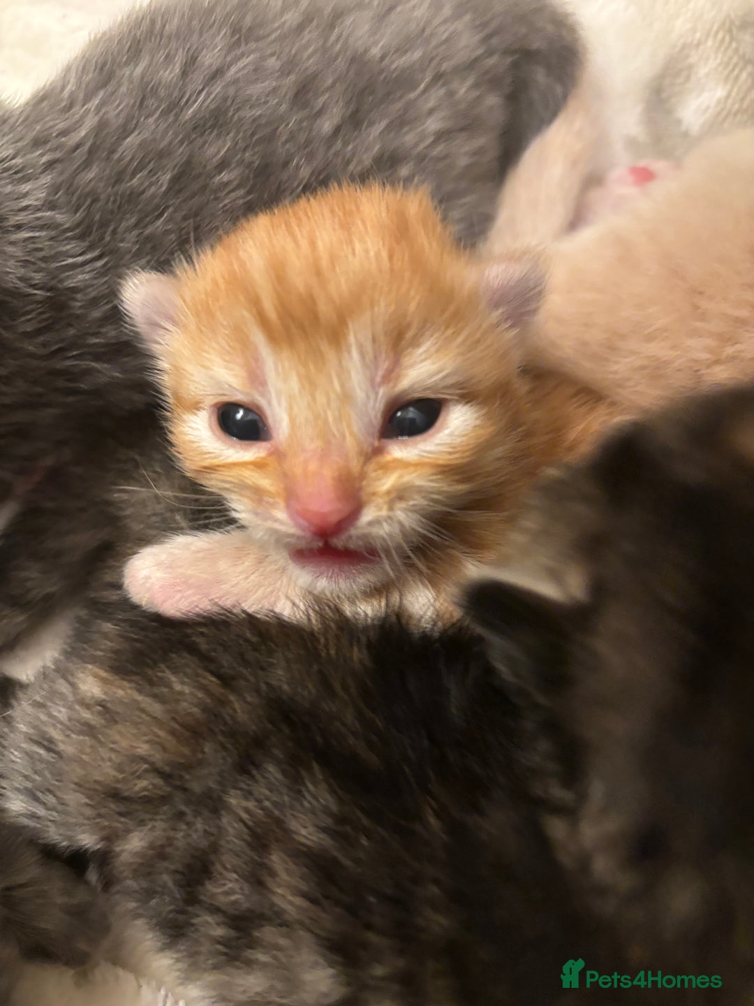 Mixed Breed cats for sale: 6 Beautiful long hair mixed kittens - ready 26/08 - Image 12