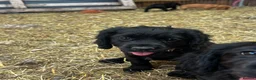 Cockalier dogs for sale: Cockalier puppy  - Advert 3
