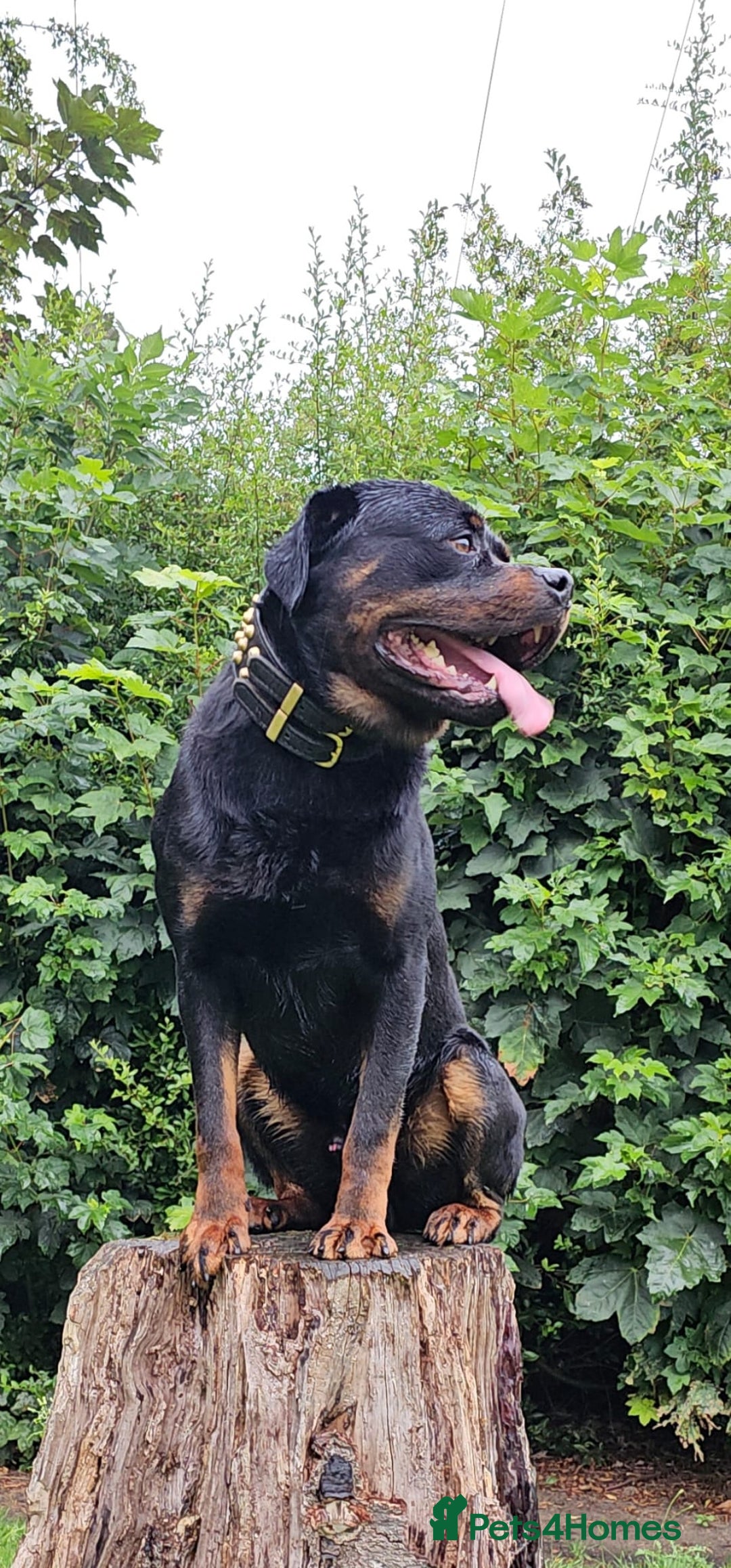 Rottweiler dogs for stud: Working line rottweiler stud - Image 2