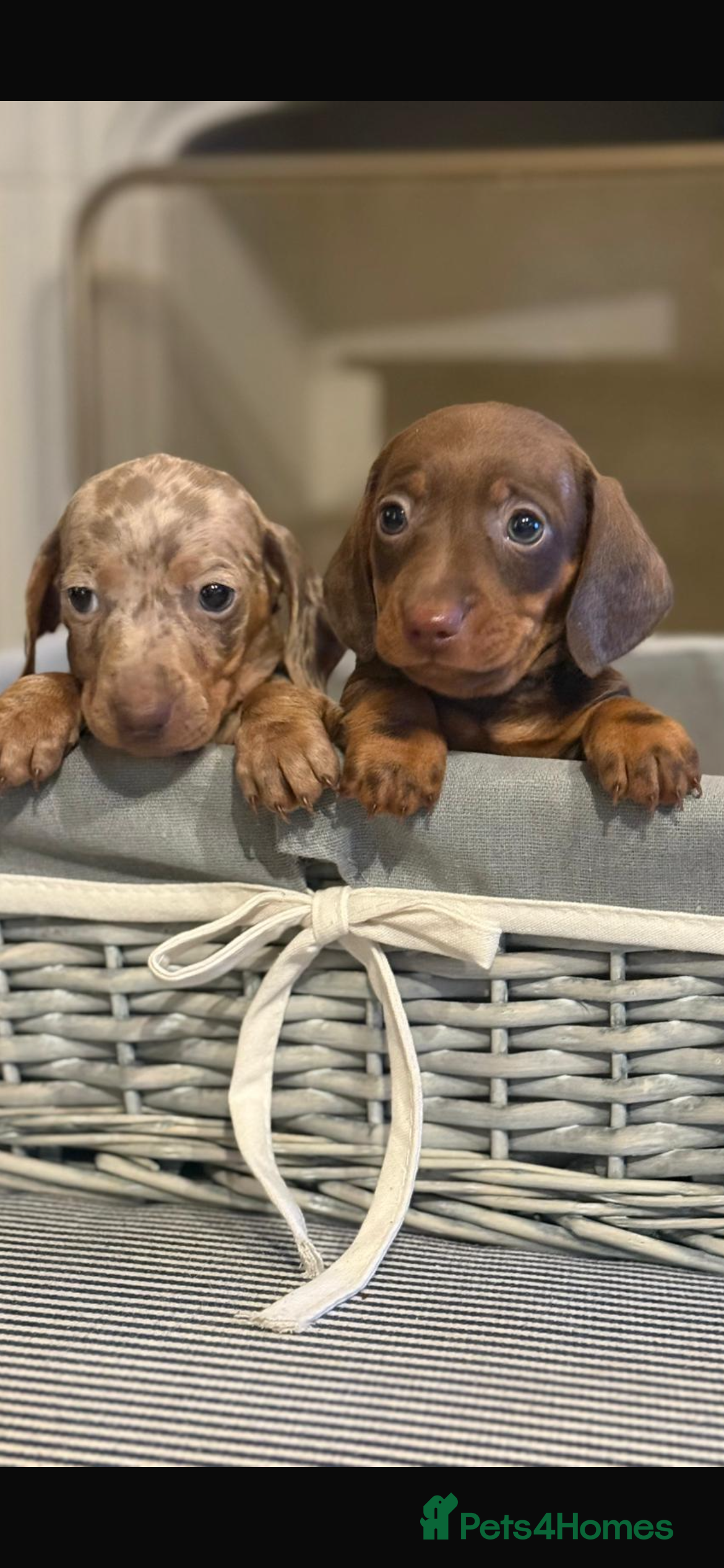 Miniature Dachshund dogs Kc reg miniature dachshunds boys and girls  - Advert 10
