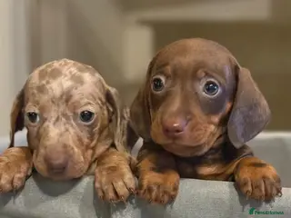 Miniature Dachshund dogs Kc reg miniature dachshunds boys and girls - Advert 10