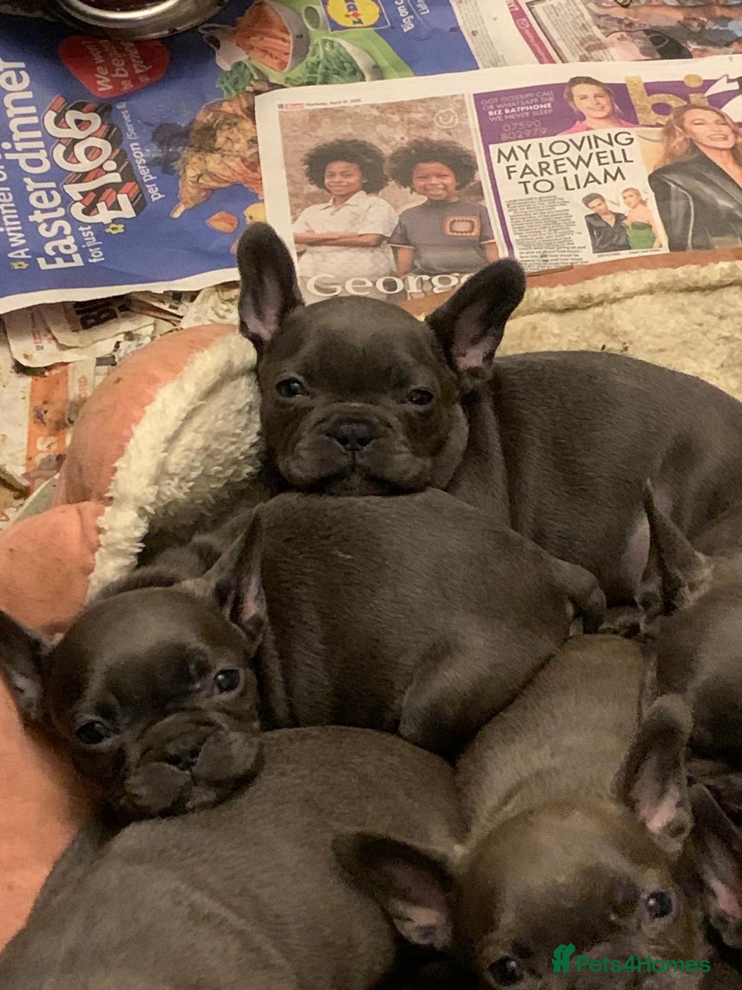 French Bulldog dogs for sale: QUALITY SOLID BLUE FRENCH BULLDOG PUPPIES  - Advert 4
