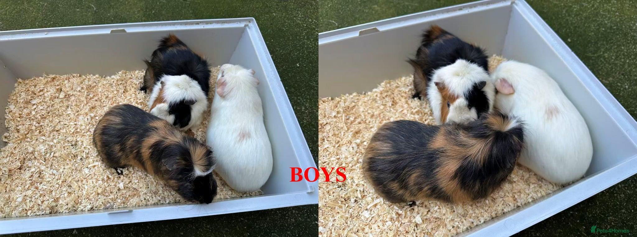 Guinea Pig rodents Guinea Pigs (Boys & Girls – Sold in Groups) - Advert 2