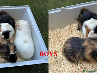 Guinea Pig rodents Guinea Pigs (Boys & Girls – Sold in Groups) - Advert 2