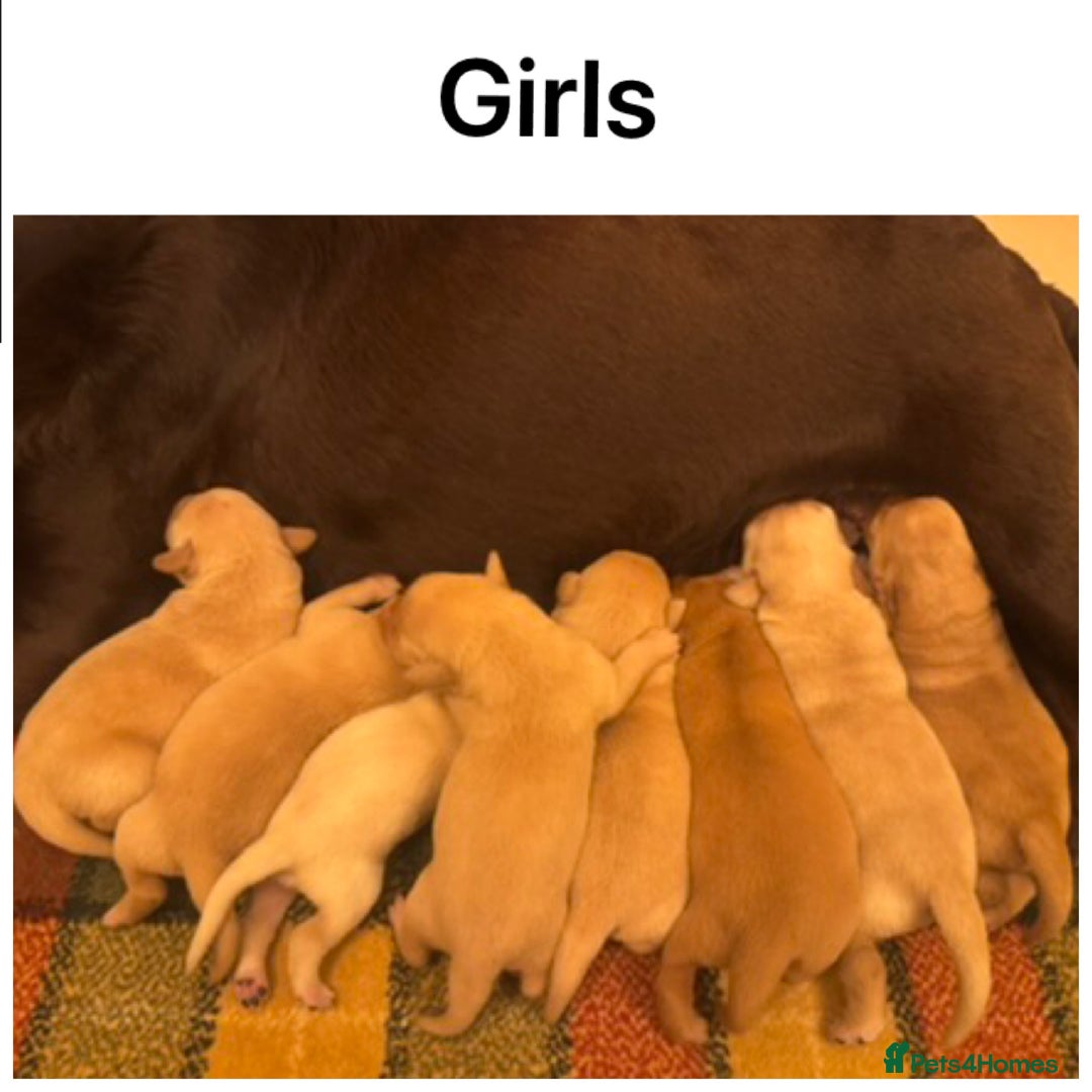 Labrador Retriever dogs for sale: Beautiful KC pups, health tested & superb lineage - Advert 4