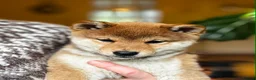 Japanese Shiba Inu dogs for sale: Beautiful KC shiba puppies ready for new homes - Advert 15