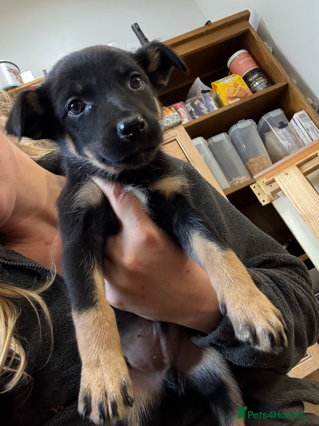 Australian Kelpie dogs for sale: Beautiful Australian kelpies  - Advert 4