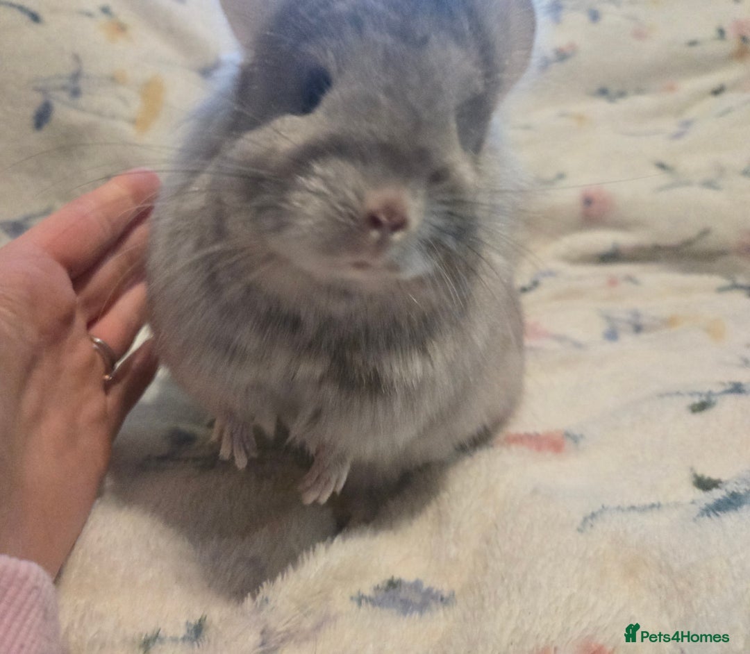 Chinchilla rodents for sale: Gorgeous Tan Royal Persian Angora Poss VC/BDC - Advert 4