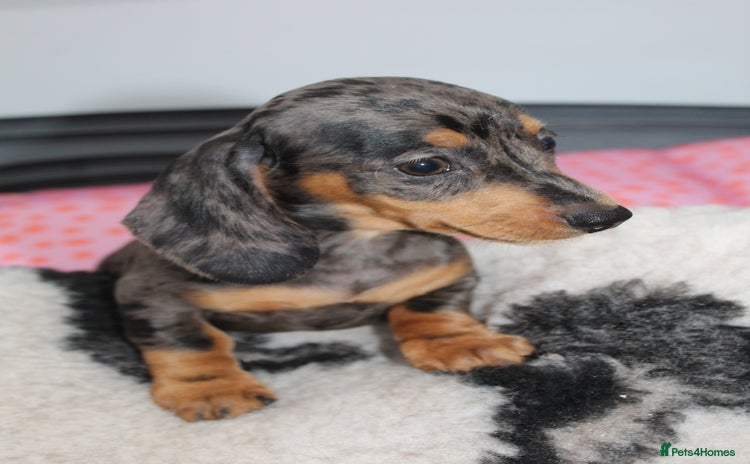 Miniature Dachshund dogs - Advert 7
