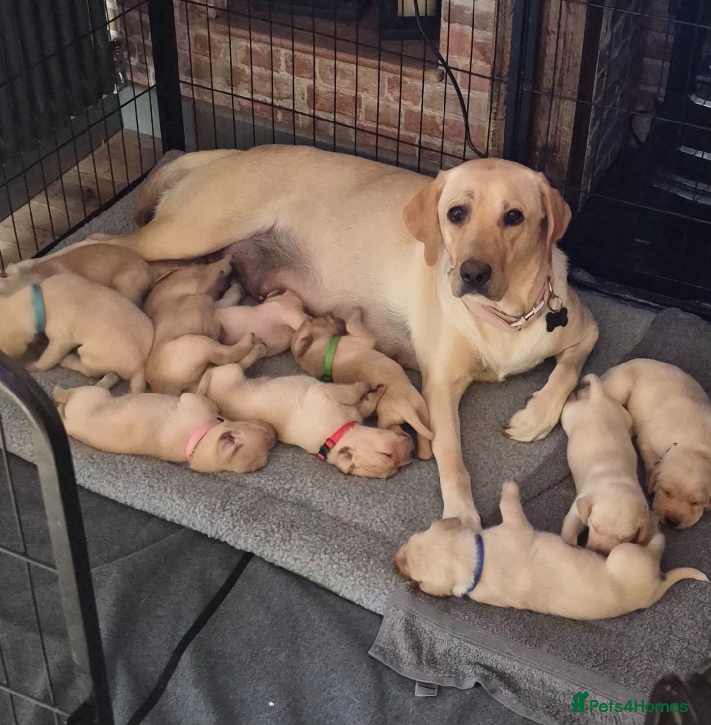 Labrador Retriever dogs 9 labrador puppies - Advert 16