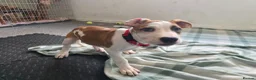 Mixed Breed dogs for sale: Ridgeback/American terrier/ english bulldog mix  in Coventry - Advert 14