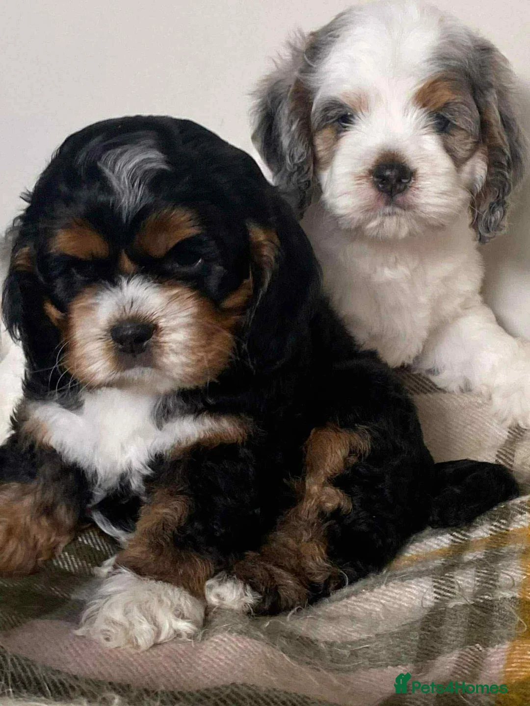 Cockapoo dogs for stud: unique and beautiful f3 american cockapoo stud - Advert 38