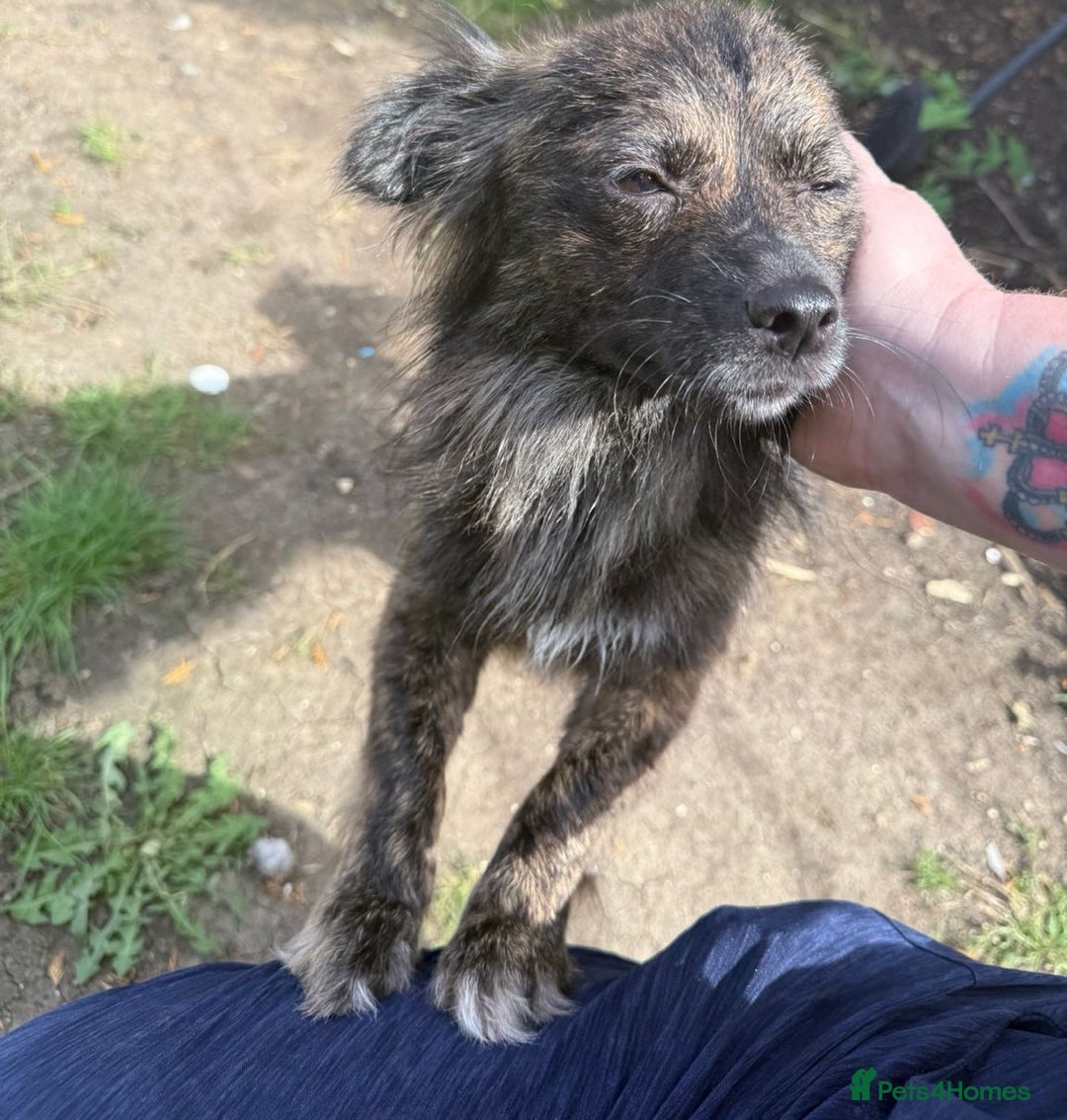 Mixed Breed dogs for adoption: 💖🐶 TWIGGY – A Happy Little Spirit🐶💖 - Image 18