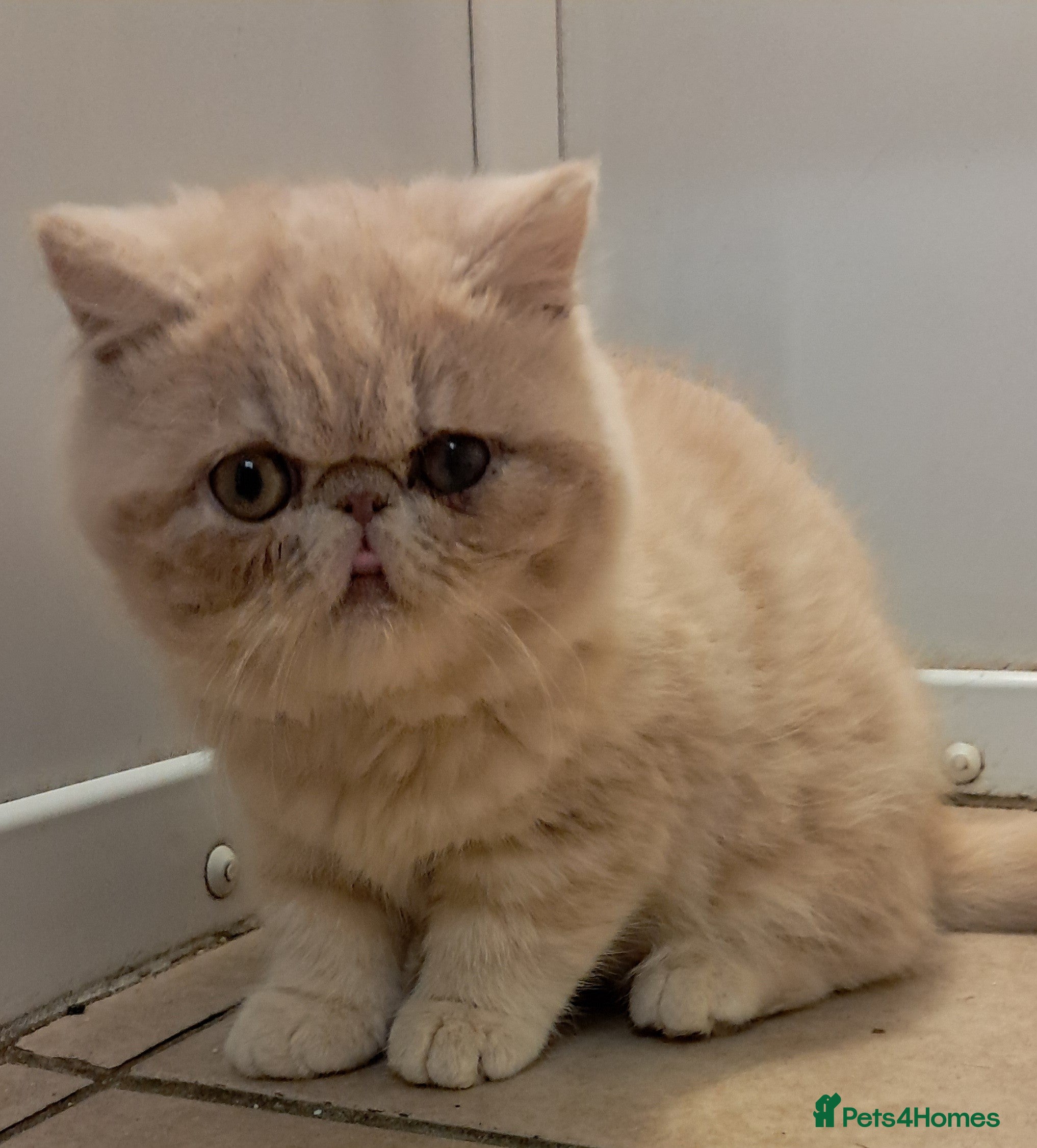 Exotic cats Exotic kittens - Advert 2