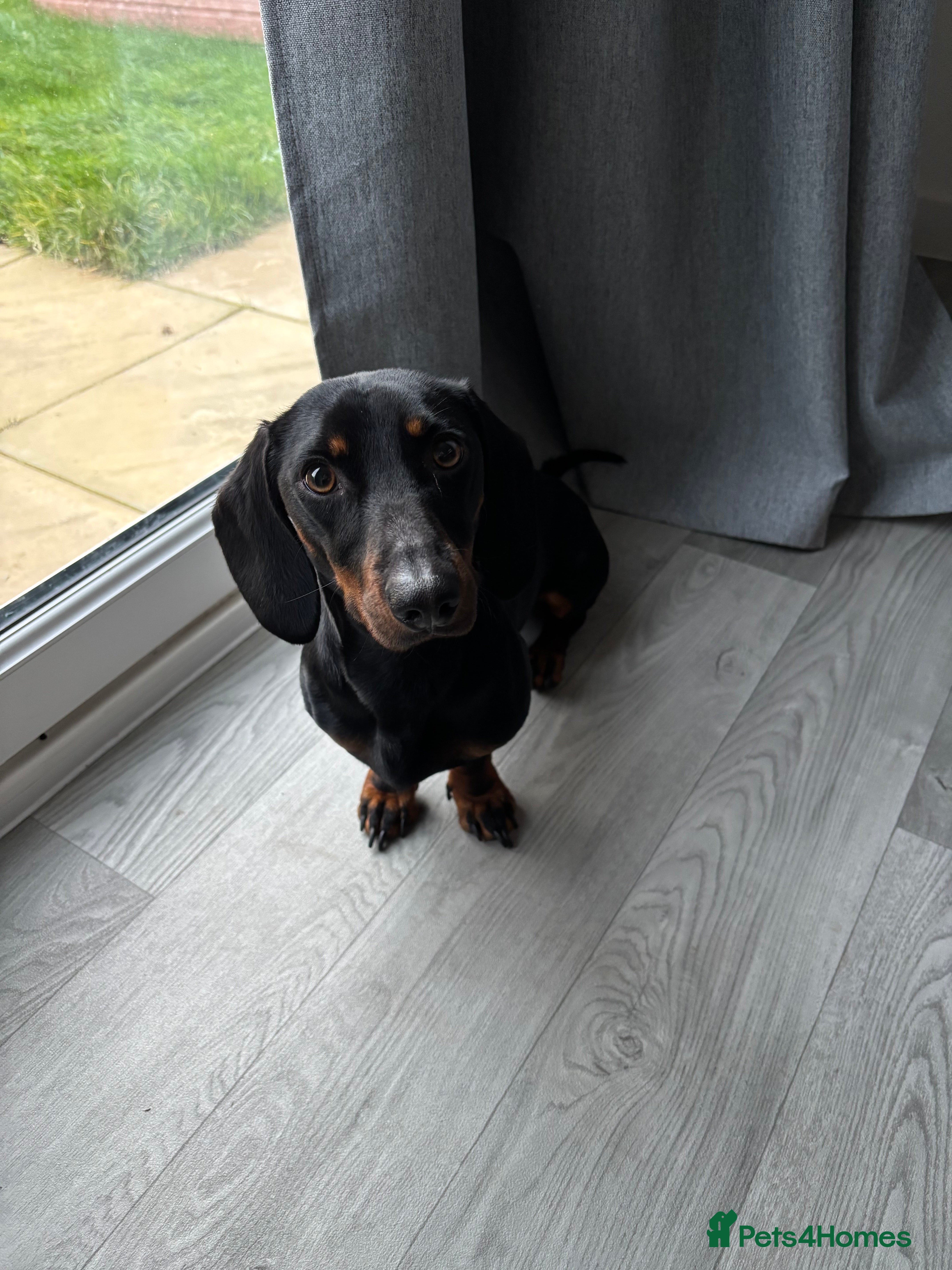 Miniature Dachshund dogs Miniature Dachshund Needing New Home  - Advert 17