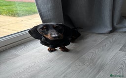 Miniature Dachshund dogs for sale: Miniature Dachshund Needing New Home  - Image 1