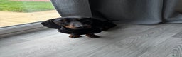 Miniature Dachshund dogs for sale: Miniature Dachshund Needing New Home  - Advert 1