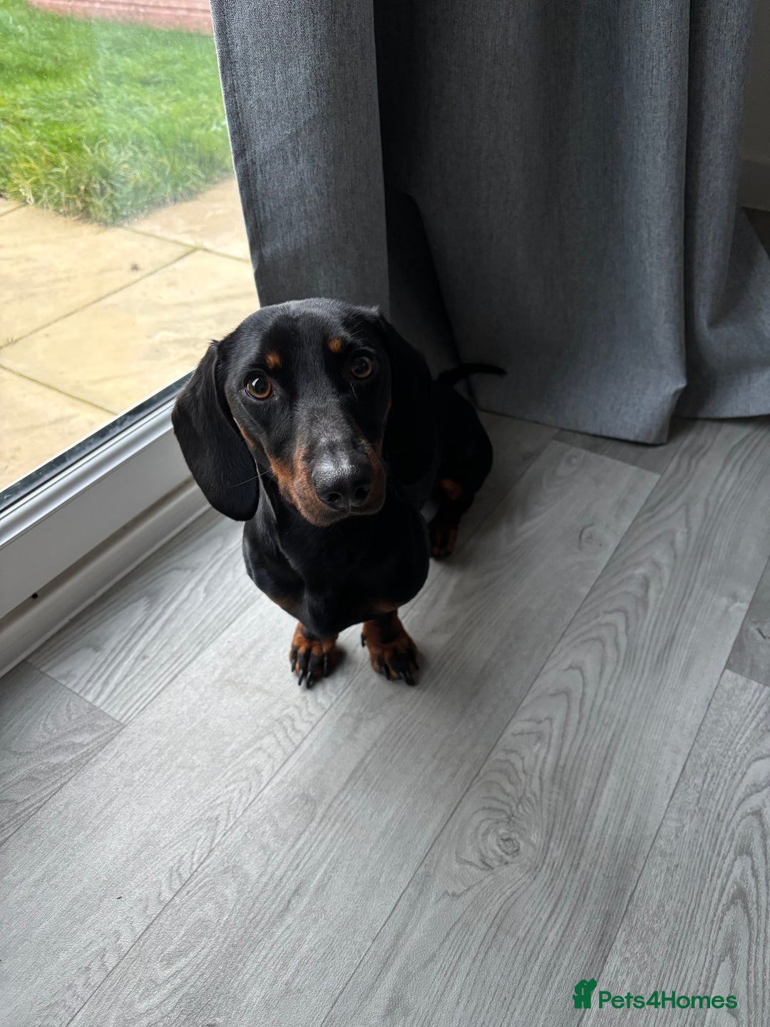 Miniature Dachshund dogs for sale: Miniature Dachshund Needing New Home  - Image 1