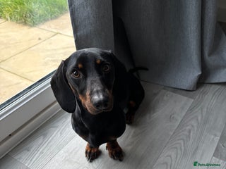 Miniature Dachshund dogs for sale - Advert 1