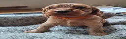 Cockapoo dogs for sale: F1b Cockapoo puppies - Advert 20