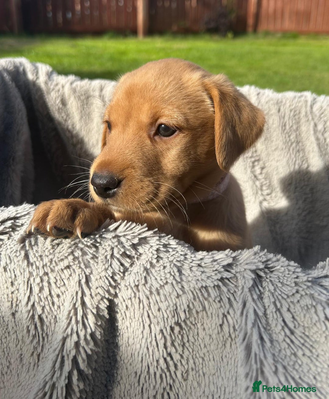 Labrador Retriever dogs for sale: Beautiful litter of KC labrador puppies  - Image 16