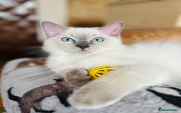 Ragdoll cats for sale: SILKY GCCF PEDIGREE RAGDOLL - Championline  in London - Image 15