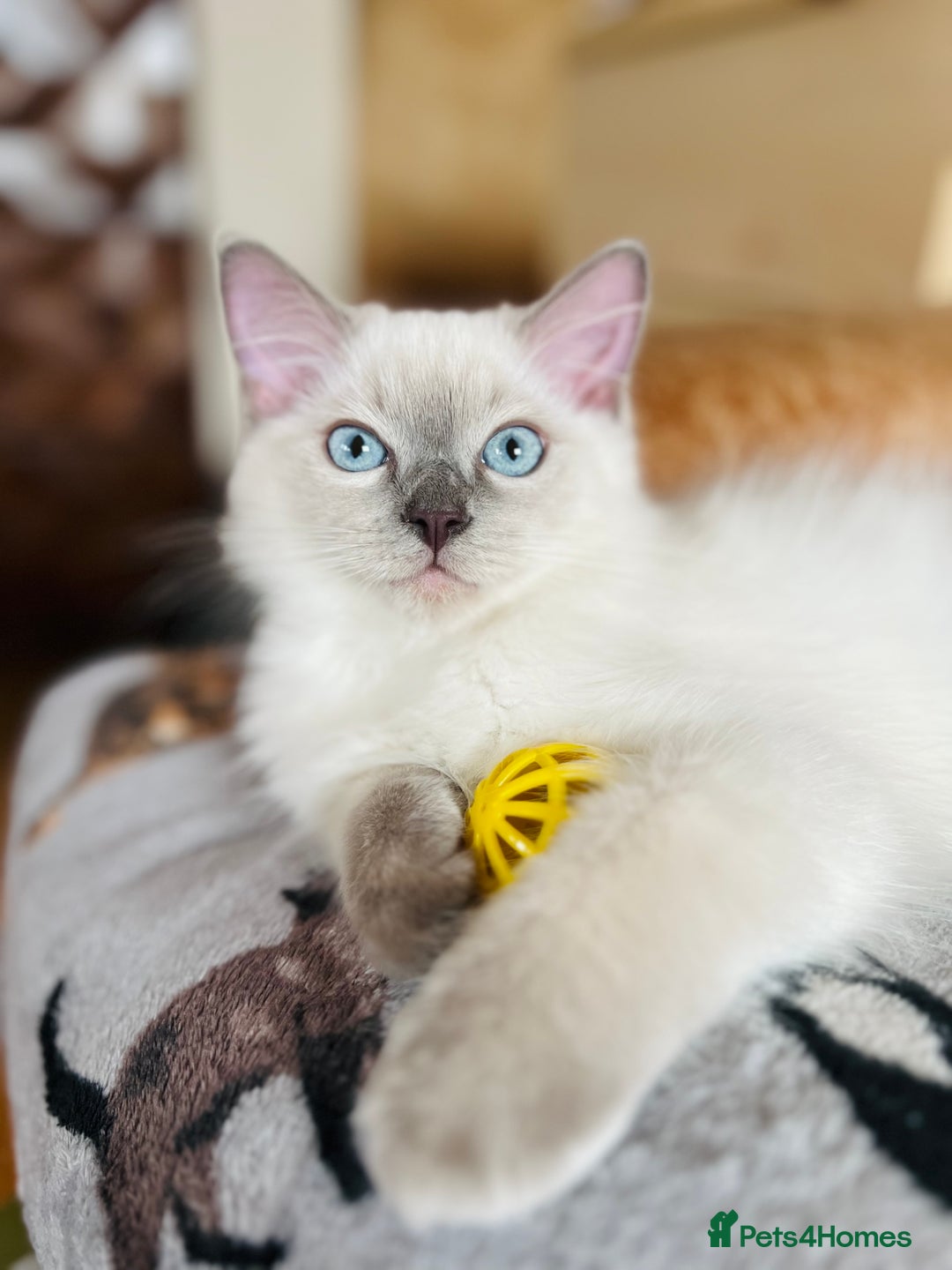 Ragdoll cats for sale: SILKY GCCF PEDIGREE RAGDOLL - Championline  in London - Image 15