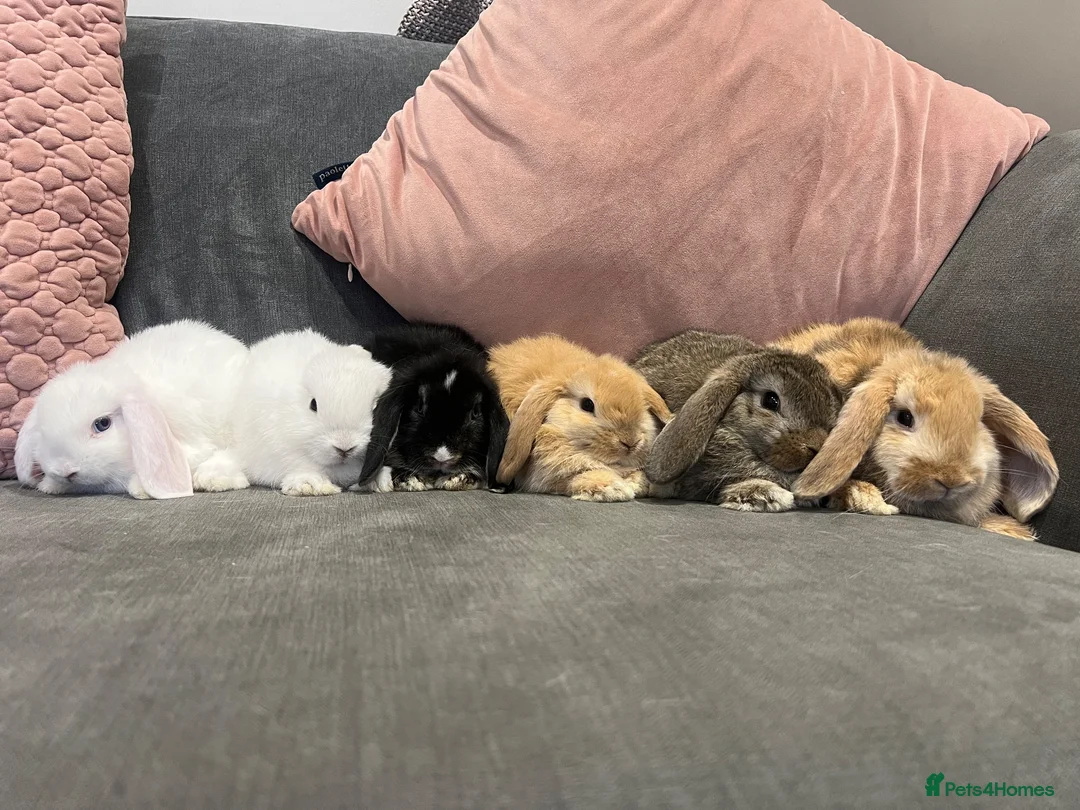 Mini Lop rabbits for sale: Lovely mini lop rabbits for sale  - Advert 1
