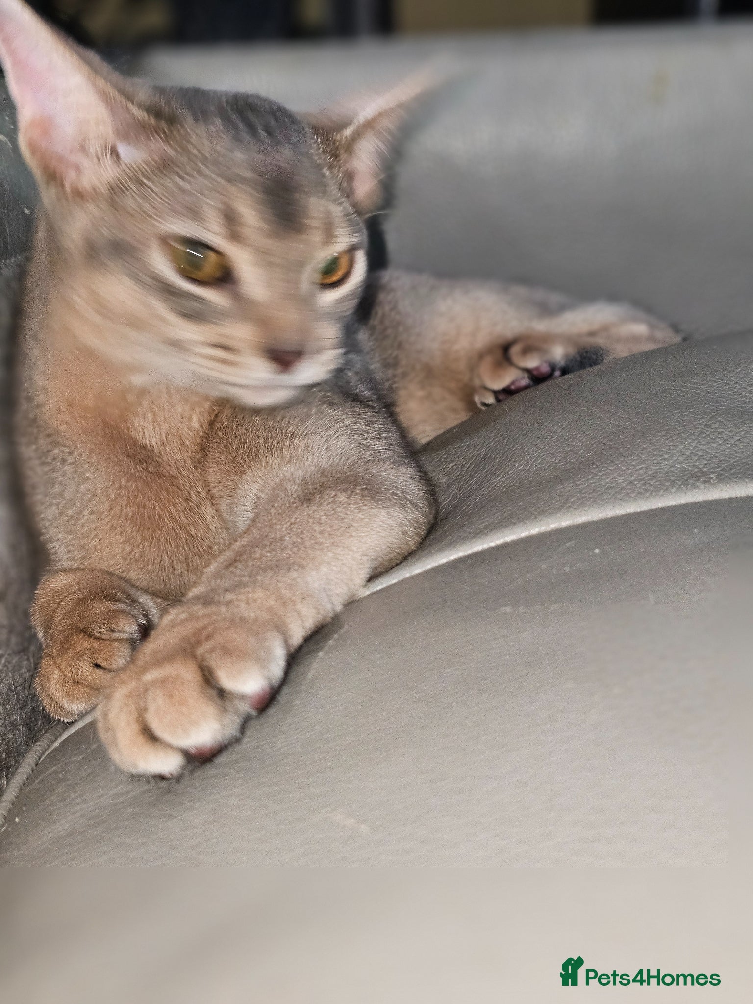 Abyssinian cats Blue  colour Abyssinian sir - Advert 1