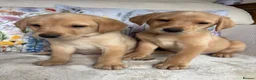 Labrador Retriever dogs for sale: DNA tested KC reg Labrador puppies - Advert 5