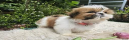Shih Tzu dogs for sale: 🐶🐾EXCEPTIONAL PURE STANDARD SHIH TZU PUPPIES🐾🐶 - Advert 26